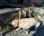 Pension_38
