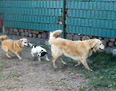 Pension_43
