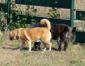 Pension_63