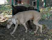 Pension_68
