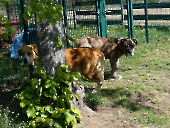 Pension_18