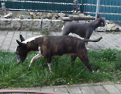 Pension_37