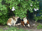 Pension_2