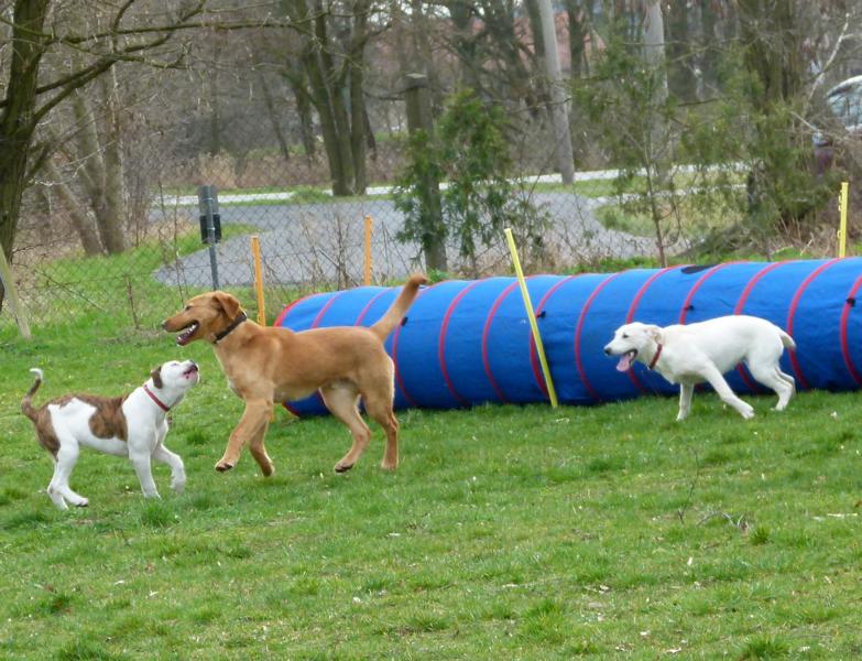 Hundepension und Hundeschule